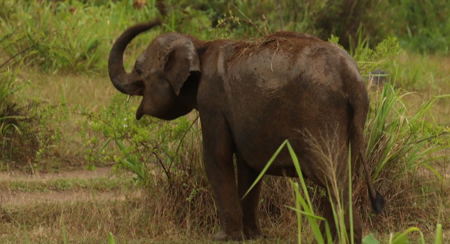 Olifant in Sri Lanka